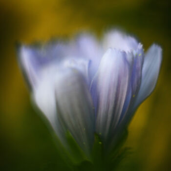Fotografia intitulada "Flor azulada abstra…" por Nicolas Giannatasio, Obras de arte originais, Fotografia digital