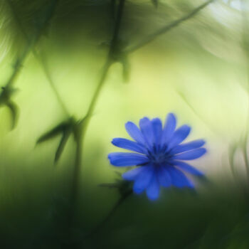 Fotografia intitolato "flor azul en fondo…" da Nicolas Giannatasio, Opera d'arte originale, Fotografia digitale