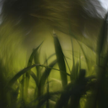 Fotografie mit dem Titel "pasto verde con sol…" von Nicolas Giannatasio, Original-Kunstwerk, Analog Fotografie