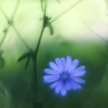 Photographie intitulée "Flor azul con fondo…" par Nicolas Giannatasio, Œuvre d'art originale, Photographie numérique