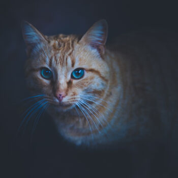 Photography titled "gato observando" by Nicolas Giannatasio, Original Artwork, Digital Photography