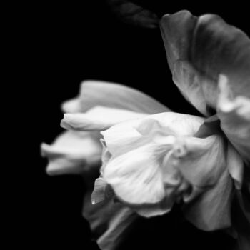 Photographie intitulée "Flor blancoy negro" par Nicolas Giannatasio, Œuvre d'art originale, Photographie argentique