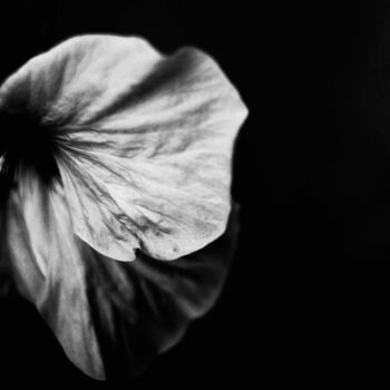 Photography titled "flor en blancoy neg…" by Nicolas Giannatasio, Original Artwork, Analog photography