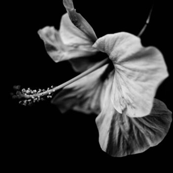 Photography titled "hibisco, flor blanc…" by Nicolas Giannatasio, Original Artwork, Analog photography