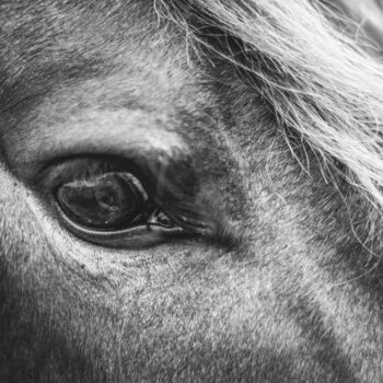 Photographie intitulée "Mirada de caballo e…" par Nicolas Giannatasio, Œuvre d'art originale, Photographie argentique