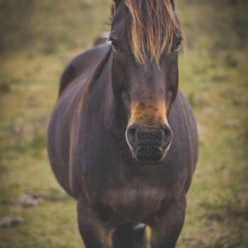 Фотография под названием "caballo en el campo" - Nicolas Giannatasio, Подлинное произведение искусства, Цифровая фотография