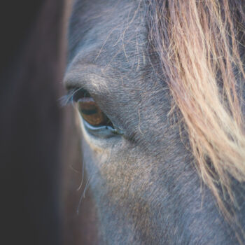 Fotografie getiteld "caballo mirando la…" door Nicolas Giannatasio, Origineel Kunstwerk, Digitale fotografie