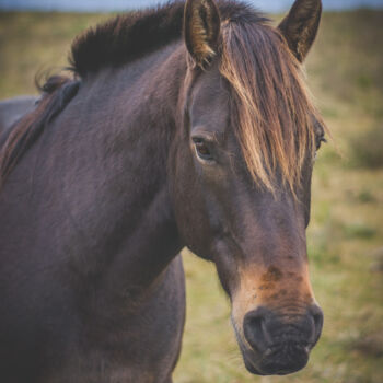 Fotografie mit dem Titel "caballo suelto en e…" von Nicolas Giannatasio, Original-Kunstwerk, Digitale Fotografie