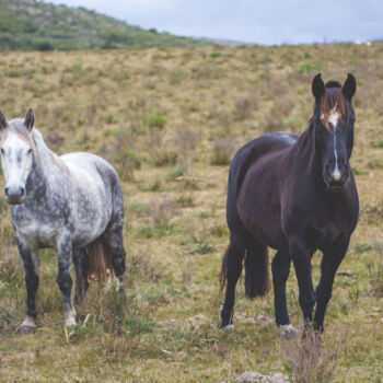 Fotografia intitolato "caballos sueltos en…" da Nicolas Giannatasio, Opera d'arte originale, Fotografia digitale