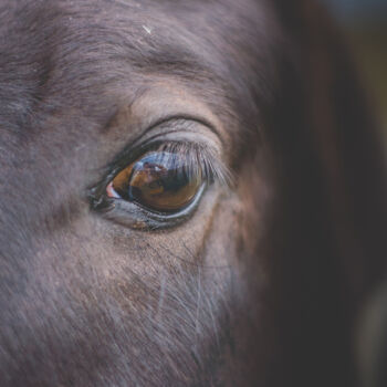 Fotografie getiteld "caballo mirando al…" door Nicolas Giannatasio, Origineel Kunstwerk, Digitale fotografie