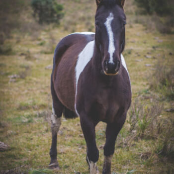 Fotografía titulada "caballo de varios c…" por Nicolas Giannatasio, Obra de arte original, Fotografía digital