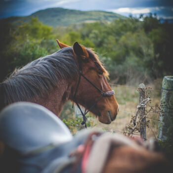 Fotografia zatytułowany „Horse” autorstwa Nicolas Giannatasio, Oryginalna praca, Fotografia cyfrowa