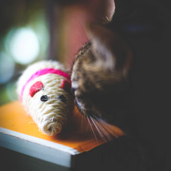 Photographie intitulée "Gato y raton, Mous…" par Nicolas Giannatasio, Œuvre d'art originale, Photographie numérique