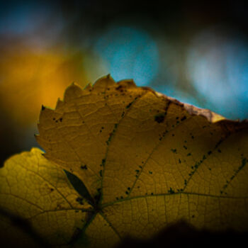 Photographie intitulée "Leaf" par Nicolas Giannatasio, Œuvre d'art originale, Photographie numérique