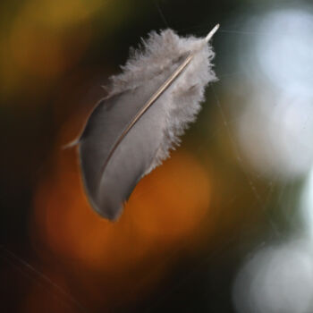 Fotografía titulada "Pluma de ave" por Nicolas Giannatasio, Obra de arte original, Fotografía digital