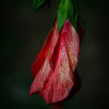 "Flor de hibiscus ro…" başlıklı Fotoğraf Nicolas Giannatasio tarafından, Orijinal sanat, Dijital Fotoğrafçılık