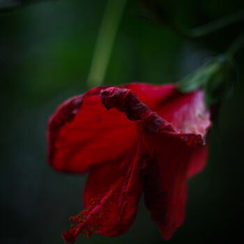 Fotografia intitolato "Flor hibisco roja" da Nicolas Giannatasio, Opera d'arte originale, Fotografia digitale