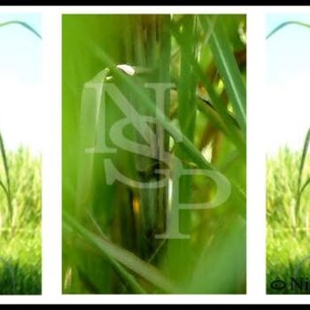 Fotografie mit dem Titel "Sugar cane's flows" von Nicole Stanislas, Original-Kunstwerk