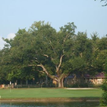 Fotografie mit dem Titel "Majestic Oak" von Nicole Tidmore, Original-Kunstwerk