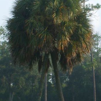 Fotografie mit dem Titel "Palm" von Nicole Tidmore, Original-Kunstwerk