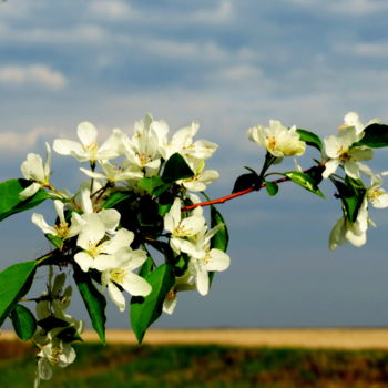 Photography titled "Ветка яблони в цвету" by Nikolai Matiushenkov, Original Artwork