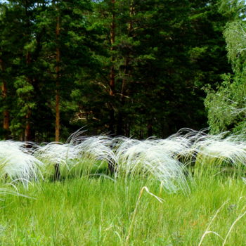 Photographie intitulée "Ковыль трава" par Nikolai Matiushenkov, Œuvre d'art originale