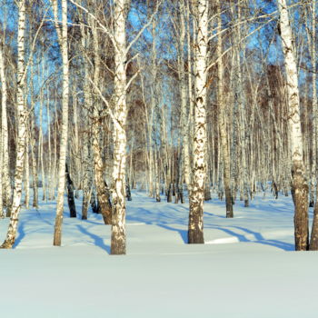 Fotografia zatytułowany „Березы Алтая” autorstwa Николай Матюшенков, Oryginalna praca