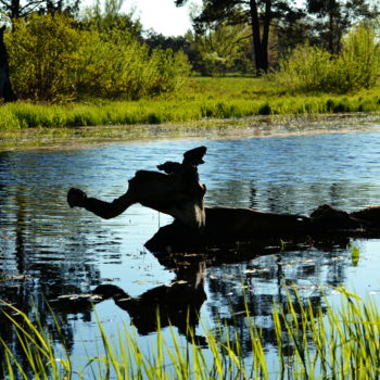 Fotografia zatytułowany „Чудище болотное” autorstwa Николай Матюшенков, Oryginalna praca