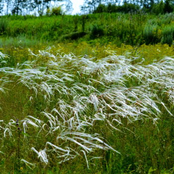 Фотография под названием "Ковыль трава" - Николай Матюшенков, Подлинное произведение искусства