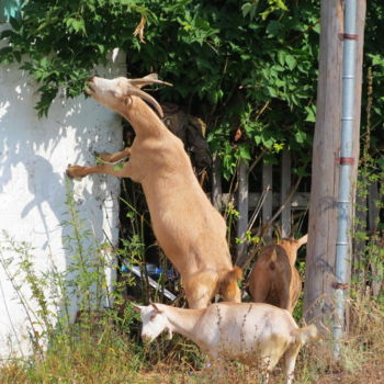 Фотография под названием "Деревенские козы" - Николай Матюшенков, Подлинное произведение искусства
