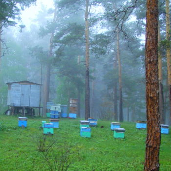 Фотография под названием "Пчеловодство Алтая" - Николай Матюшенков, Подлинное произведение искусства