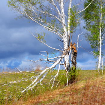 Photography titled "Весенние зарисовки" by Nikolai Matiushenkov, Original Artwork