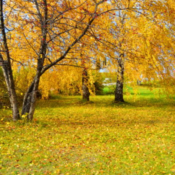 Photography titled "В городском скверике" by Nikolai Matiushenkov, Original Artwork