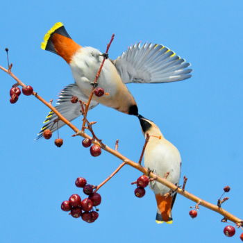 Photography titled "Любовь" by Nikolai Matiushenkov, Original Artwork