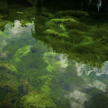 Photographie intitulée "Fond de L'étang" par Nikam Zeiss, Œuvre d'art originale