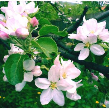 Fotografia intitulada "Blooming Appletree" por Nikolaj Orobej, Obras de arte originais