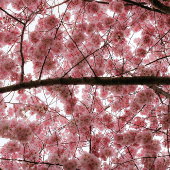 Fotografia intitulada "Fleurs de cerisier" por Nikolas Volg, Obras de arte originais