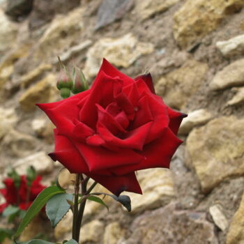 Fotografia zatytułowany „Rose 5” autorstwa Nikolay Maruskin, Oryginalna praca, Fotografia cyfrowa