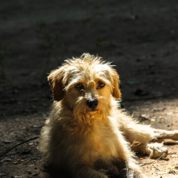Fotografie getiteld "cãozinho esponja." door Nino Rocha Fotografia, Origineel Kunstwerk, Digitale fotografie