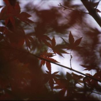 Photography titled "Leaf" by Nishijima'S Pictures, Original Artwork