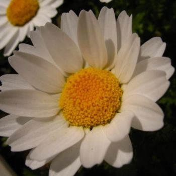 Photography titled "Marguerite" by Nishijima'S Pictures, Original Artwork