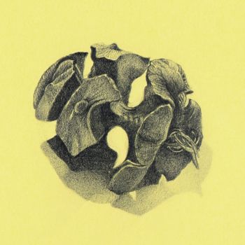 Drawing titled "PINE CONE II Graphi…" by Nives Palmić, Original Artwork, Graphite