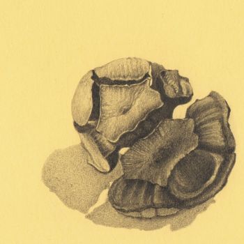 Drawing titled "PINE CONE" by Nives Palmić, Original Artwork, Graphite