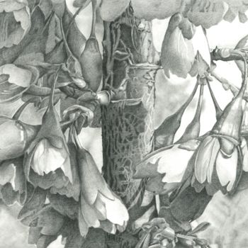Drawing titled "ROSACEAE" by Nives Palmić, Original Artwork, Graphite
