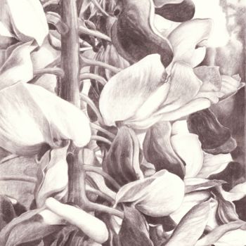 Dibujo titulada "WISTERIA" por Nives Palmić, Obra de arte original, Carbón