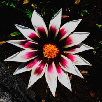Photographie intitulée "Gazania flower" par Njphotography, Œuvre d'art originale, Photographie numérique