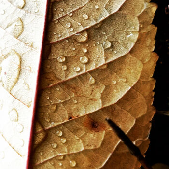 Fotografia intitulada "Drops Leaves" por Noe Lami, Obras de arte originais, Fotografia digital