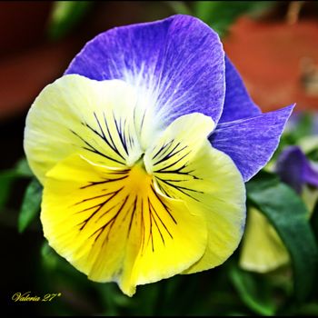 Fotografia intitolato "fiore-giallo-viola-…" da Noelle9, Opera d'arte originale