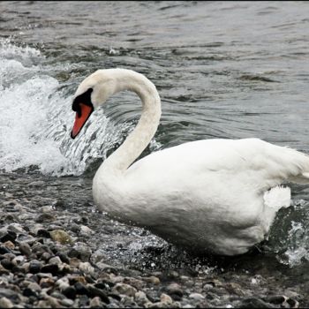 "onda-cigno-vv.jpg" başlıklı Fotoğraf Noelle9 tarafından, Orijinal sanat