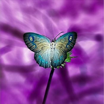 "violett blumen" başlıklı Fotoğraf Noelle9 tarafından, Orijinal sanat